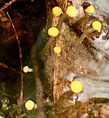 Vibrissea truncorum