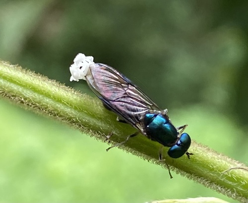 Himantigera nigrifemorata