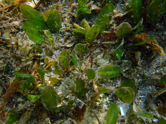 Halophila ovalis