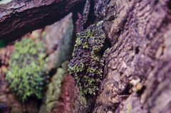 Theloderma corticale