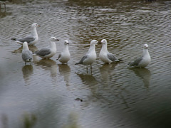Chroicocephalus novaehollandiae