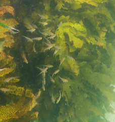 Pempheris compressa