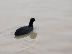 Fulica atra australis
