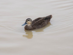 Anas superciliosa