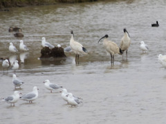 Threskiornis molucca