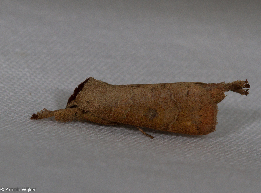 Clostera dorsalis