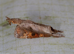 Clostera bramah