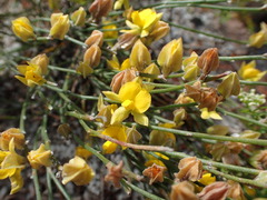 Jacksonia stackhousei