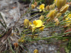 Jacksonia stackhousei