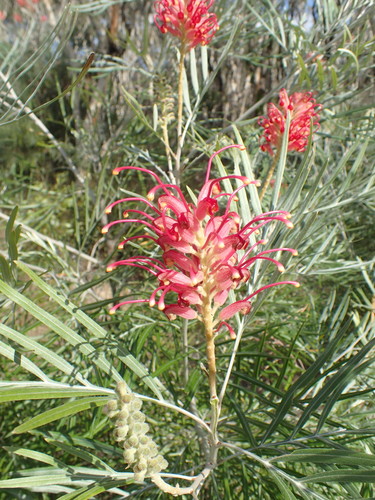 Grevillea banksii