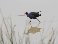 Porphyrio melanotus