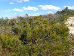Allocasuarina emuina