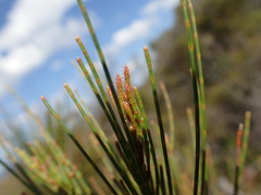 Allocasuarina emuina