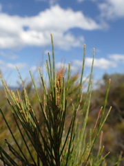 Allocasuarina emuina