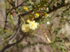 Acacia hubbardiana