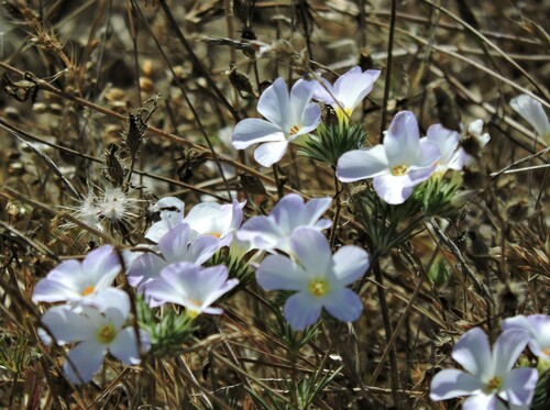 Image of Leptosiphon grandiflorus by (c) Alex, some rights reserved (CC BY)
