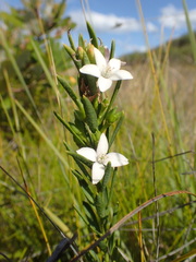 Philotheca queenslandica
