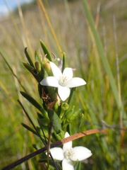 Philotheca queenslandica