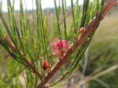 Allocasuarina emuina