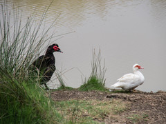 Cairina moschata domestica