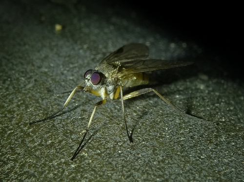 Small Fleck-winged Snipefly, photo 2 of 10