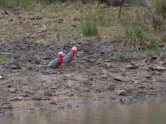 Eolophus roseicapilla
