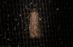 Lambula obliquilinea