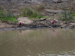 Eolophus roseicapilla