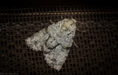 Acronicta psorallina