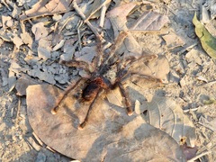 Avicularia avicularia