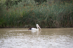 Pelecanus conspicillatus