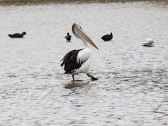 Pelecanus conspicillatus