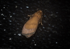 Lambula obliquilinea