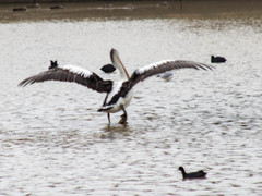 Pelecanus conspicillatus