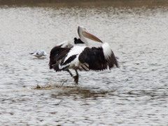 Pelecanus conspicillatus