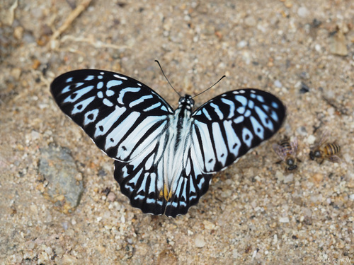 Malayan Zebra