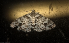 Myrioblephara desumpta