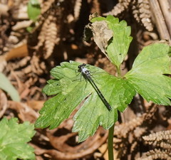 Austroargiolestes calcaris