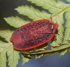 Achilus flammeus
