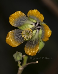 Abutilon ranadei