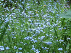 Myosotis imitata
