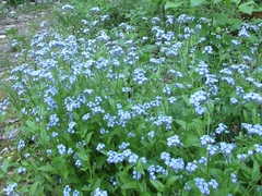 Myosotis imitata