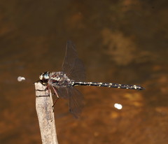 Austroaeschna atrata