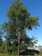 Ulmus thomasii