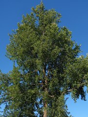 Ulmus thomasii