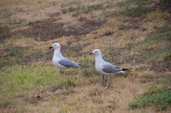 Chroicocephalus novaehollandiae