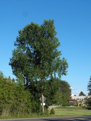 Ulmus thomasii