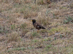 Acridotheres tristis