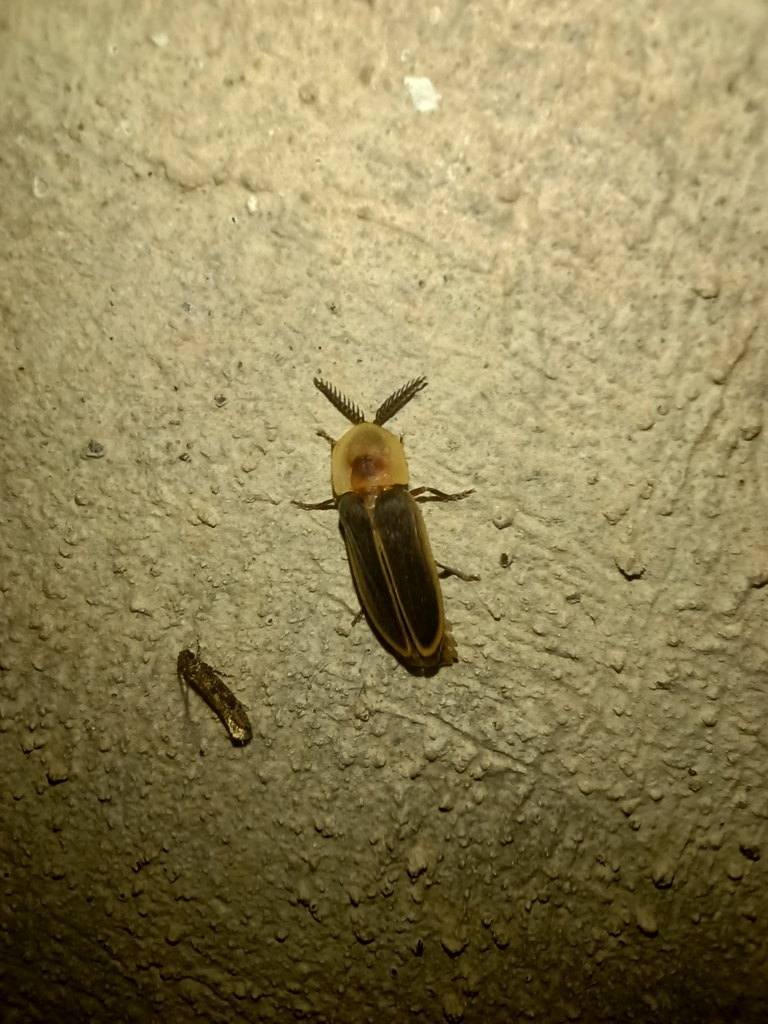 Pleotomus emmiltos