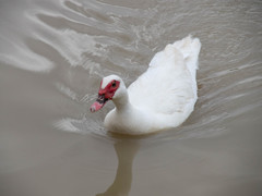 Cairina moschata domestica